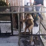 Dos personas arrestadas en Punta Cana por introducción y explotación de animales exóticos