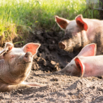 Ministro de Agricultura dice país se encamina hacia la erradicación de la fiebre porcina africana