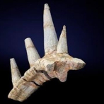 Un collar fósil de púas blindadas revela un dinosaurio nunca visto
