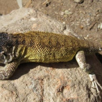 Descubren nueva especie de lagartija en sur de Perú