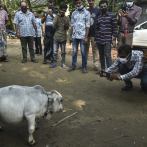 Rani, la vaca más pequeña del mundo, reconocida en el récord Guinness a título póstumo