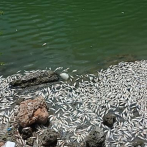 Alarma en Barahona con la muerte de miles de peces en la playa El Cayo