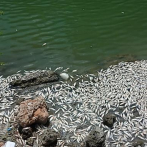 Ministerio Público retiene barco y abre investigación por muerte de peces en Barahona