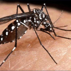 Desarrollan un potente antiviral contra dengue, válido para tratar y prevenir