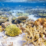 El calentamiento aniquiló un 14% del coral mundial en la última década