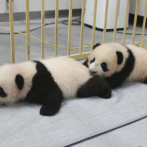Pandas gemelos nacidos en el zoológico de Tokio reciben sus nombres