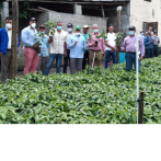 Entregan 22,000 plantas de café resistentes a la roya a caficultores de Bonao