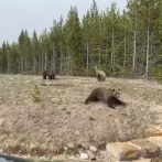 Mujer es encarcelada en EEUU por acercarse a una osa grizzly para una foto