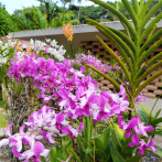 ¡Floración de orquídeas en el Jardín Botánico!