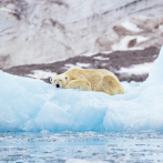 ¿Adiós al Ártico? Temen que la ‘última zona de hielo’ no sobreviva al siglo