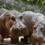 Esterilizan a hipopótamos en Colombia con piloto de inmunocastración