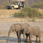 Una elefanta mata a un turista sudafricano en Zimbabue