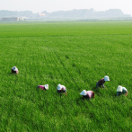 Productor agropecuario reclama un nuevo marco regulatorio para el uso de mano de obra nacional e internacional