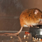 Ayunar mejora la calidad de vida de los ratones