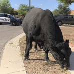 La policía de Arizona y ganaderos locales ayudan a atrapar a un toro errante