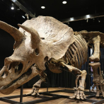 El triceratops más grande del mundo se vende por US$7.7 millones en París