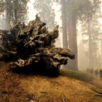 Después del incendio forestal de California, miles de árboles serán eliminados