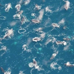 ¿Qué atrae a los supergrupos de ballenas jorobadas a la costa africana?