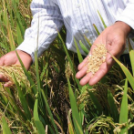 Escasez de fertilizantes afectará próxima cosecha de arroz