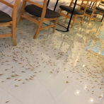 En restaurante de Vietnam, cientos de peces decorativos nadan entre tus pies mientras tomas un café