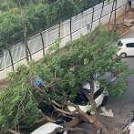 Caída de árbol obstaculizó tránsito en la calle Manuel de Jesús Troncoso
