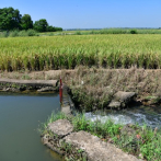 Pequeños productores usan 2,000 litros de agua por cada kilo de arroz