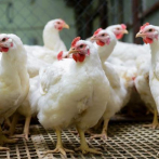 Avicultores garantizan pollos suficientes para diciembre y a precios asequibles