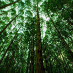 Dispositivos inteligentes para “escuchar la selva” y prevenir la tala ilegal