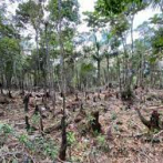 UE estudia prohibir importación de alimentos y madera de áreas deforestadas