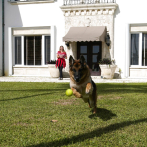 El perro más rico del mundo vende casa en Miami por casi 32.000.000 dólares