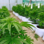 Sala Constitucional avala proyecto de ley de cannabis medicinal en Costa Rica