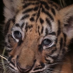 Nace tigre de bengala en Zoológico Nacional y piden a la comunidad su participación para nombrarlo