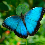 Mariposas de Costa Rica, primer exportador mundial, abren alas en Dubái, Europa y EEUU