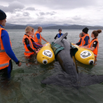 Un ejército de voluntarios para salvar ballenas en Nueva Zelanda