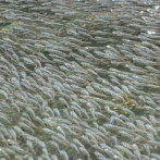 Pequeños peces en México espantan a sus depredadores creando olas