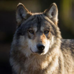 Una manada de lobos se escapa de su jaula en un zoo de Francia