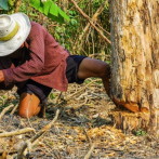Las áreas protegidas no bastan para salvar bosques del sudeste asiático
