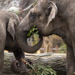 En Bangladés, un grupo de elefantes destruye un safari