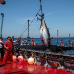 Un atún roza los 128.900 euros en la primera subasta anual de Tokio