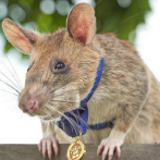 Muere rata detectora de minas, héroe nacional en Camboya