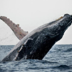 Este sábado se inicia la temporada de observación de ballenas jorobadas 2022