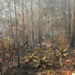 Brigadas forestales trabajan para sofocar incendio en la Sierra de Bahoruco