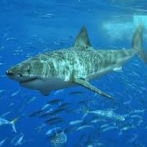 Colombia incauta 180 kilos de pesca ilegal de tiburón, pez dorado y marlin