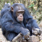 La cultura de los chimpancés es más 'humana' de lo esperado