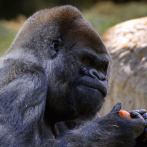 El gorila macho más viejo del mundo muere a los 61 años en el zoo de Atlanta