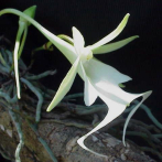 La rara orquídea fantasma de Florida y por qué los ambientalistas piden su protección