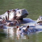Expertos definirán el futuro de hipopótamos de narcotraficante Pablo Escobar