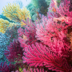 Los refugios de coral también están condenados a desaparecer