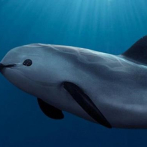 Estados Unidos da un toque de alerta a México por la conservación de la vaquita marina