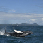 Temporada de observación de ballena jorobadas 2022 rompe récord de visitas